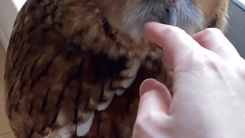 "Owl Love: Witness the Bond Between Human and Feathered Friend"