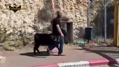 Israelis Prepare to Storm Al-Aqsa Mosque With Goats 🐐 22 April, 2024