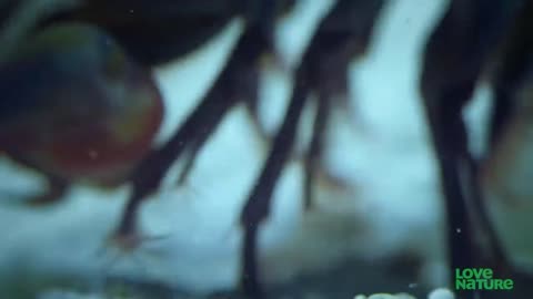 Mantis Shrimp Punches Crab’s Arm Off