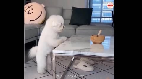 Funniest Animals _ Funny Dog And Cat _ Funny Animals Video
