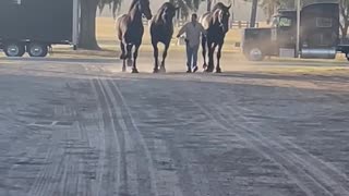 Percherons