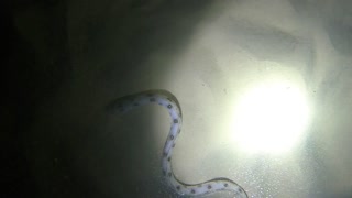 Gold-Spotted Snake-Eel at night in Bermuda