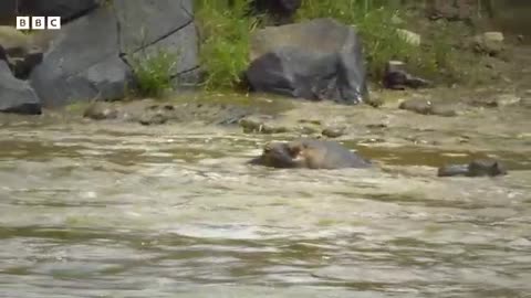 Baby hippo gets separated from his mother | Serengeti - BBC