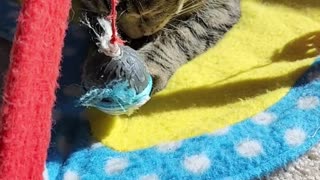 kitkit on the circus #SHORTS #Catlife #cat #catsofyoutube #catsvideo#catsofrumble