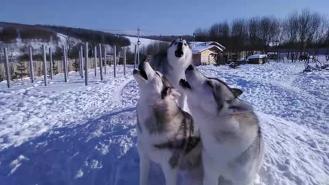 Adult huskies teach puppy how to howl properly 314 28