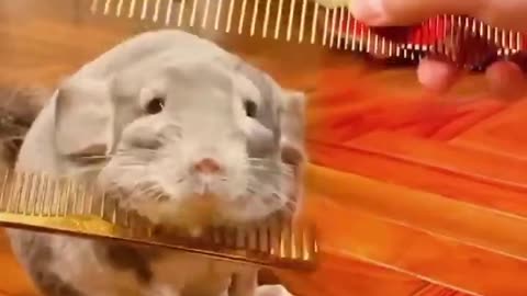 Funny cute animals ❤❤❤😂😂😂 watch now.