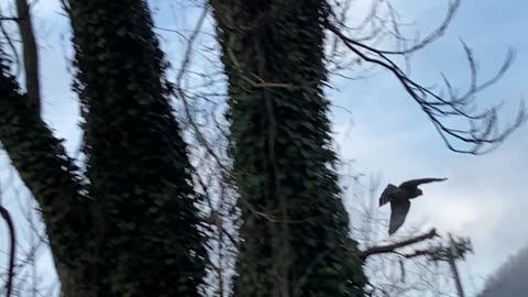 Hawk on a limb