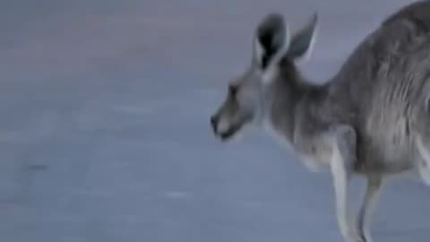 Kangaroo Hopping