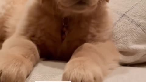 "Buddy: The Cheerful Golden Retriever Puppy"