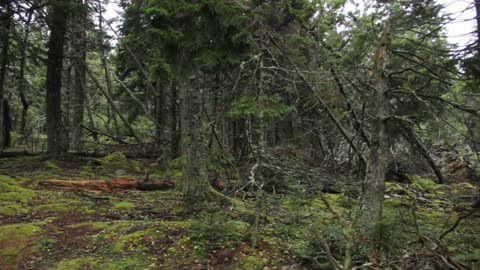 Forest Panning Shot Free Creative Commons YouTube Stock Footage