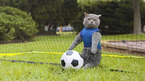 World cup cats