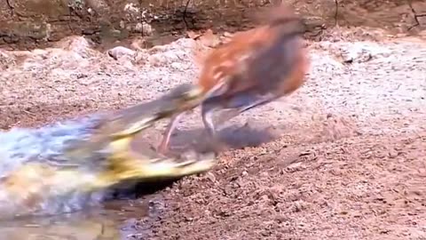 The reaction speed of the deer versus the speed of the crocodile’s attack 👌🏻 A breathtaking shot