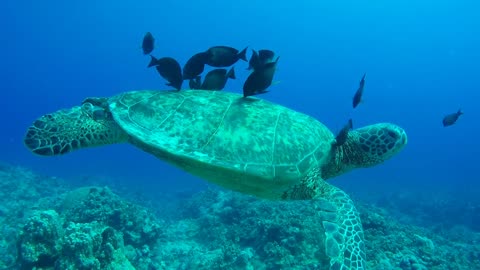 Beautiful Sea turtle