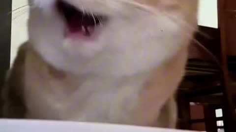 Orange cat behavior! Funny cat videos #funnycats #funnyanimals #funnypets