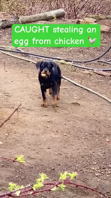 Puppy steal’s chickens egg 😂 #funny #funnyvideo #puppylife #funnydogs #rottweiler #animals #cute