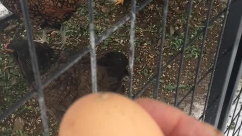 EGG LAYING BEGINS AGAIN ONLY 2 DAYS AFTER REMOVING POISONED FEED