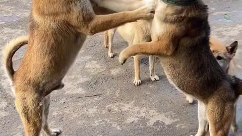 "Doggie Drama: A Tail of Two Tussling Pups!"