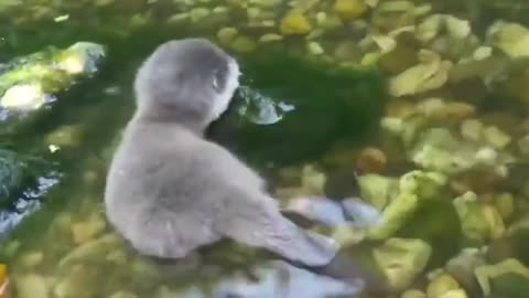 Baby Beaver's First Time In Water