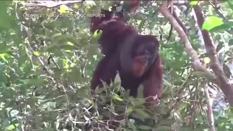Shocked scientists watch Orangutan treat his wound with medicine