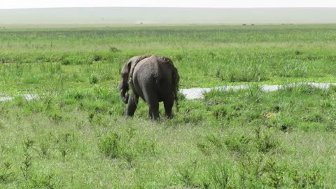 Dancing Elephant