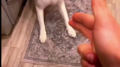 Dog Funny Video Trending #2024 #catsanddogs #funnydogs #shorts