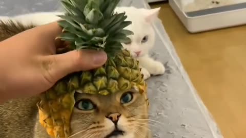 Funny and Cute Cats Videos #62