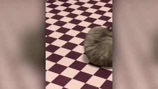 Best Animal Videos 2022 Funny Cats and Dogs Cats Funny Videos