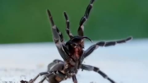 10 Shocking Facts About The Dangerous Sydney Funnel Web Spider | Unknown |