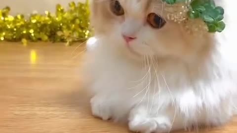 Cat dancing video.