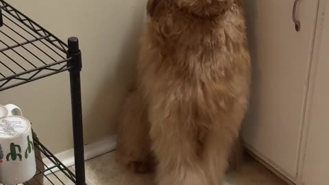 Goldendoodle Gets Into the Coffee Pods