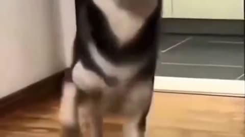 The Dancing Dog: Hilarious Grooves That Will Make Your Day!