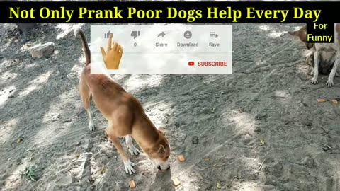 Fake Tiger Prank Dog Run Try To Stop Laugh So Funny Prank 2023 HK Funny Pranks
