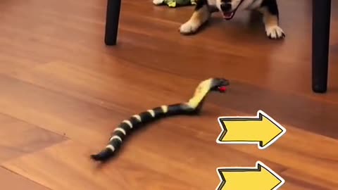My friend bought a toy for her doggy🤣🤣#foryou #fyp #dog #ca #pet #toy #snake #animals #funny
