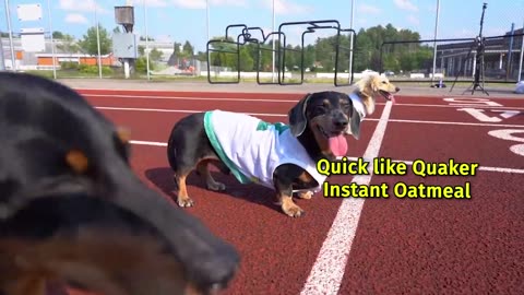 Cute & Funny Wiener Dog Video!