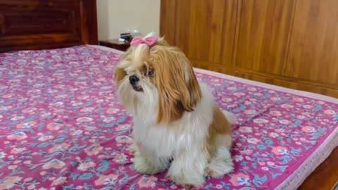 Shih Tzu’s response to Falguni Pathak’s versus Neha Kakkar’s | Smart Shih Tzu