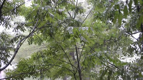 Gentle rain in the trees