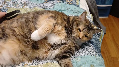 Brushing for a Happy Kitty