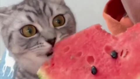 The Moment He Realized Red Is The Good Part Of The Watermelon