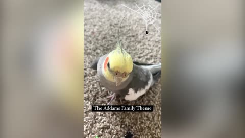 Cockatiel sings ‘The Addams Family’ and more
