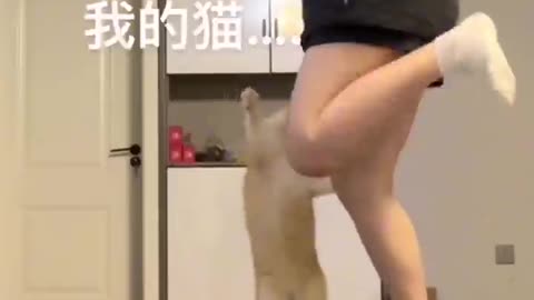 Feisty Cat Imitating 🤪Owner Exercising!