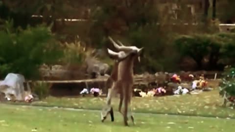 Kangaroo boxing match...