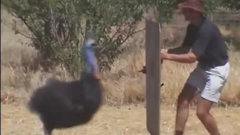 the impressive attack of the cassowary