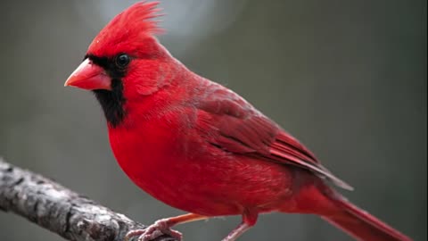 Northern Cardinal Bird Sound Natural sound of singing birds