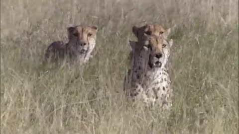 Three Cheetahs Vs Ostrich | Life | BBC Earth