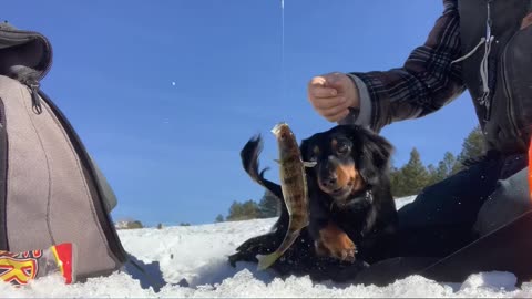 Fishing with wiener dogs