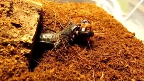 amazing vinegar scorpion vs centipede battle to the death