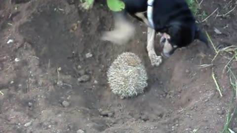 dog attacks porcupine and gets the worst of it