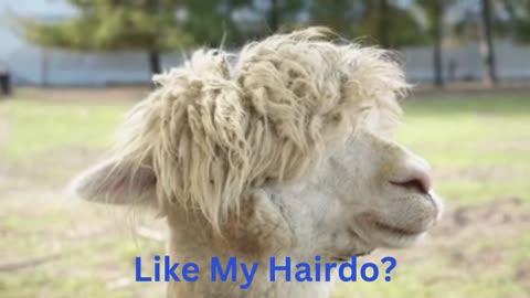 Sheep Goes Viral with Fluffy New 'Do: Baa-d Hair Day No More!