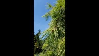 Herbal Bonus 7 Ethnobotany of The Haploxylon Pine
