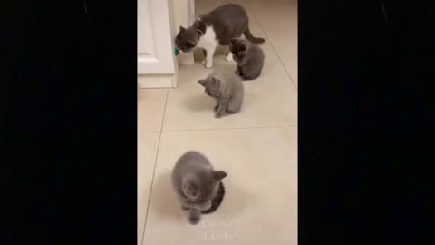 These cat are to funny. Try not to laugh challenge.